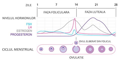 faza luteala|Menstruatie: ghid complet ciclu menstrual 